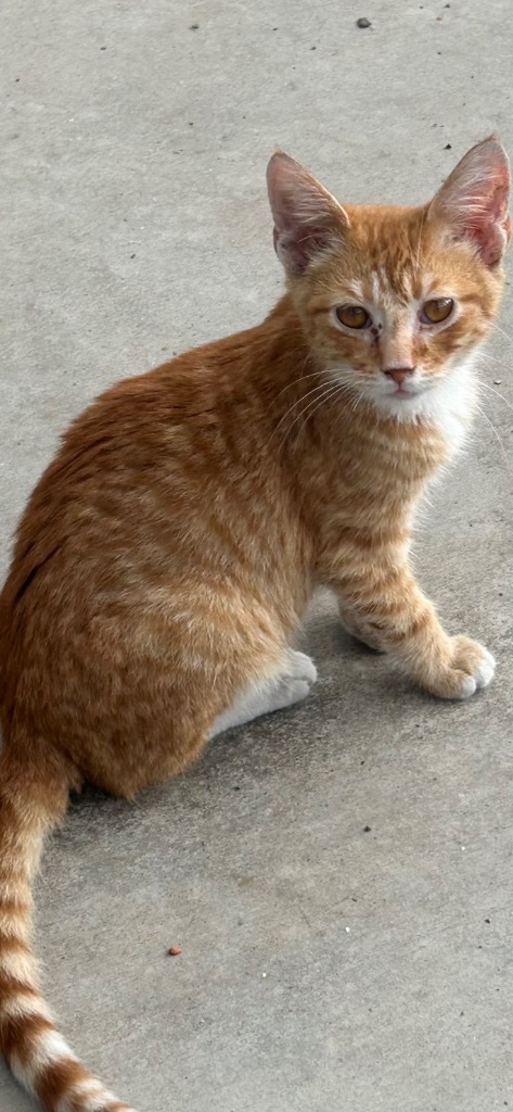 Fireball, an adoptable Domestic Short Hair in Greenwood, MS, 38930 | Photo Image 1