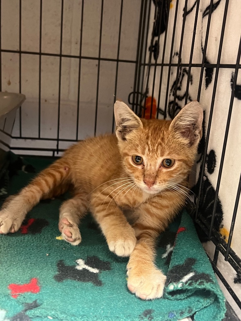 Fireball, an adoptable Domestic Short Hair in Greenwood, MS, 38930 | Photo Image 2