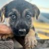 OAK- ORANGE 24-330, an adoptable Shepherd in Bottineau, ND, 58318 | Photo Image 1