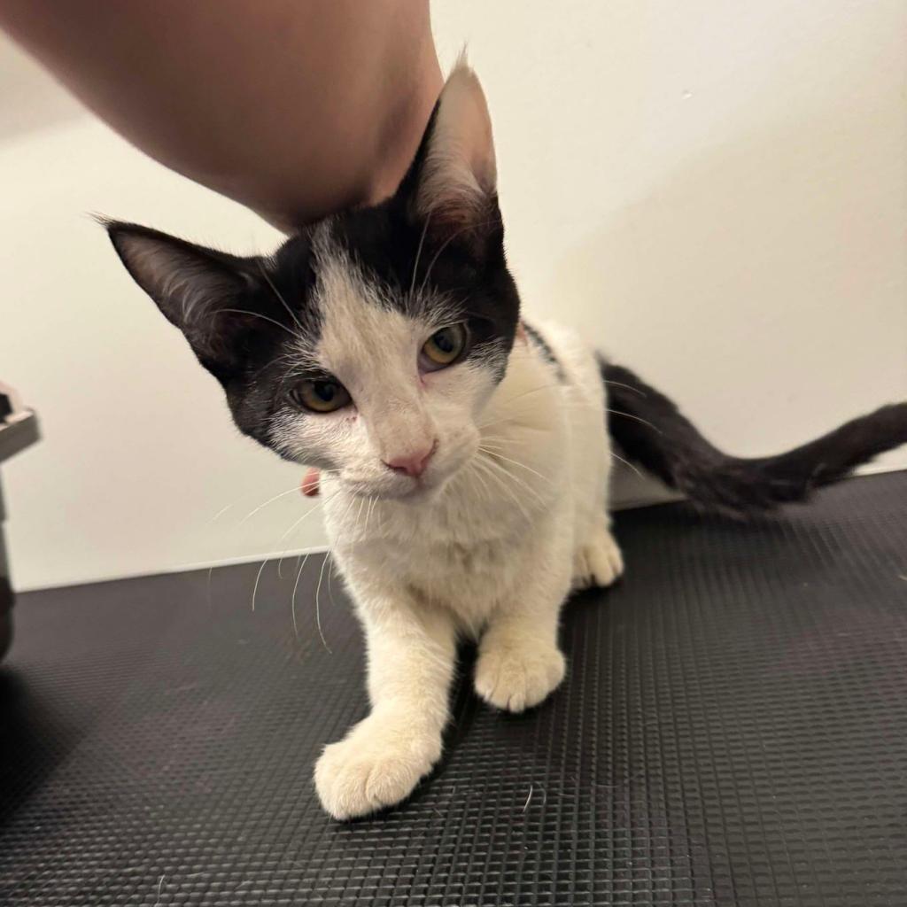 AGATHA 24-316, an adoptable Domestic Short Hair in Bottineau, ND, 58318 | Photo Image 1