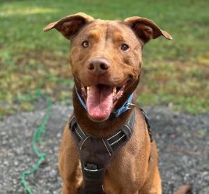 My adoption fee is sponsored by a volunteer who loves me Crane is a sweet energetic 7-year-old l