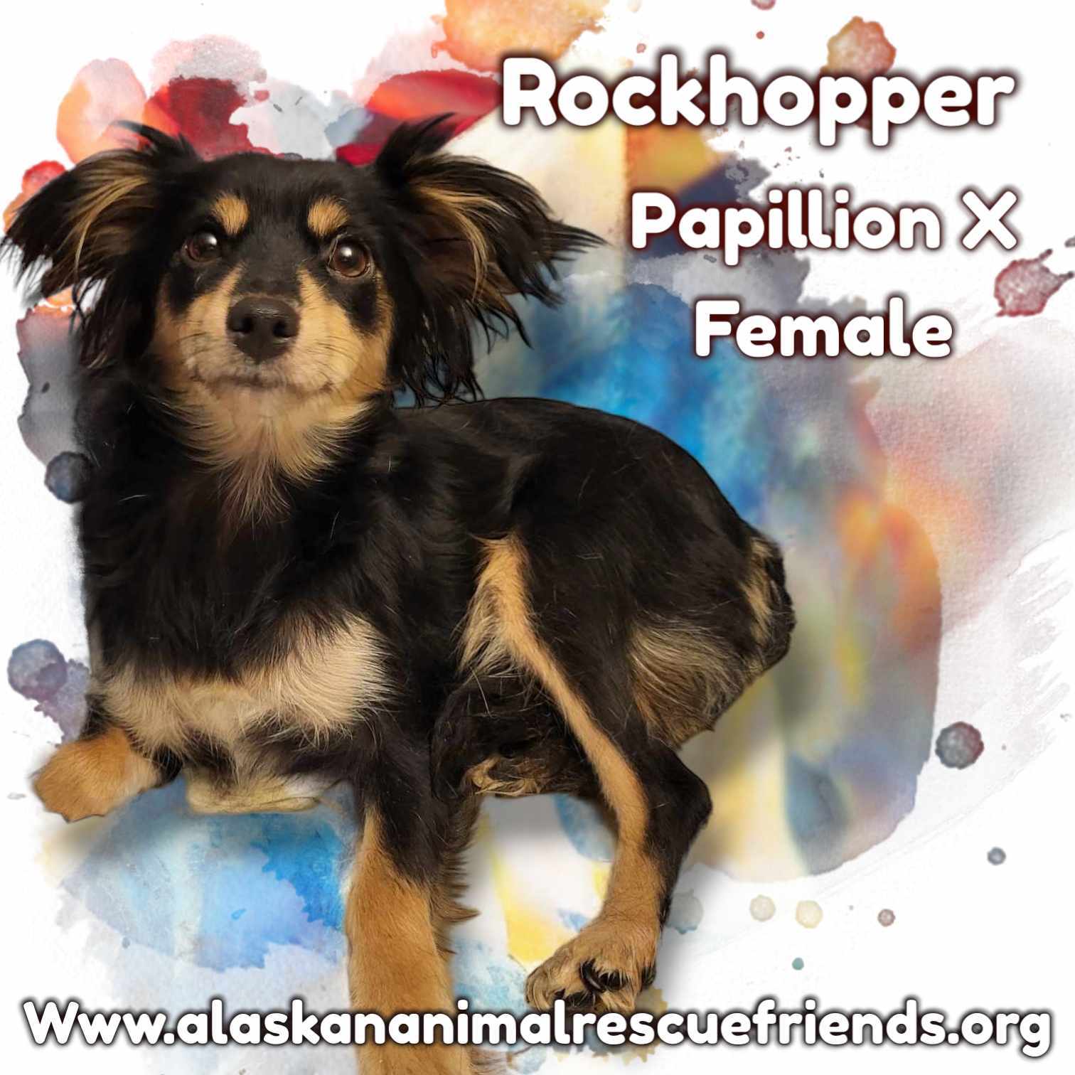 Rockhopper, an adoptable Papillon in Anchorage, AK, 99503 | Photo Image 1