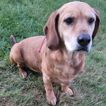 BAILEY