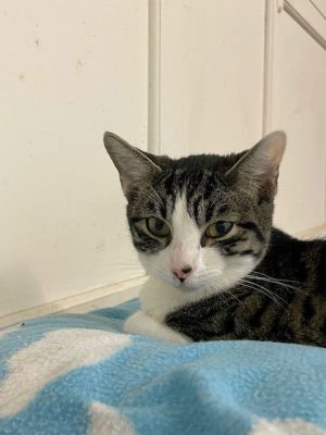 Cheerio, Young Female Tabby