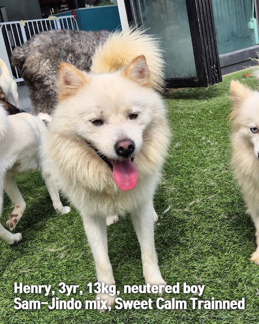 HENRY, an adoptable Samoyed, Spitz in Agoura Hills, CA, 91301 | Photo Image 1