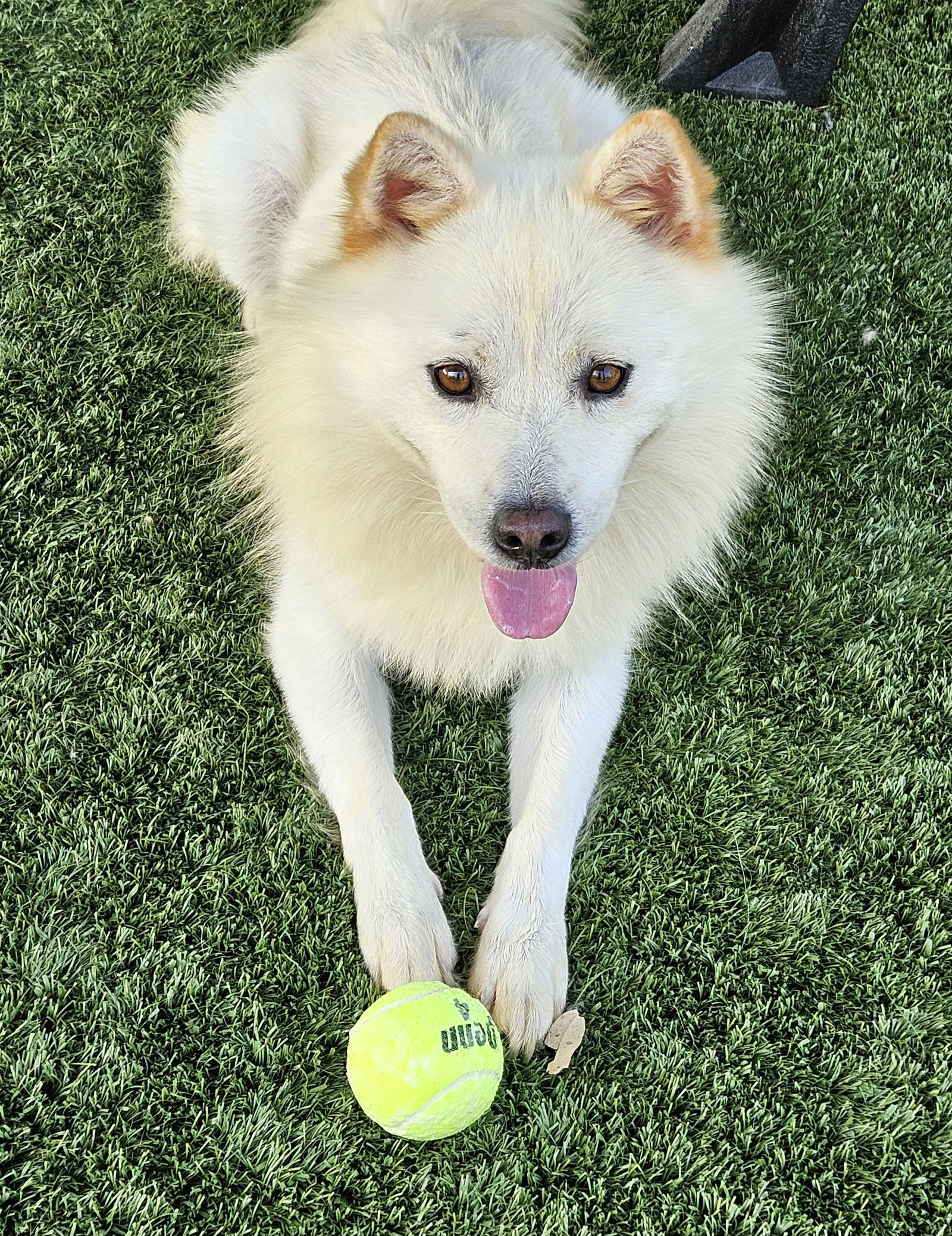 HENRY, an adoptable Samoyed, Spitz in Agoura Hills, CA, 91301 | Photo Image 2