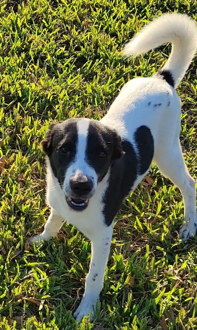 Alastor, an adoptable Border Collie, Papillon in Rosenberg, TX, 77471 | Photo Image 1