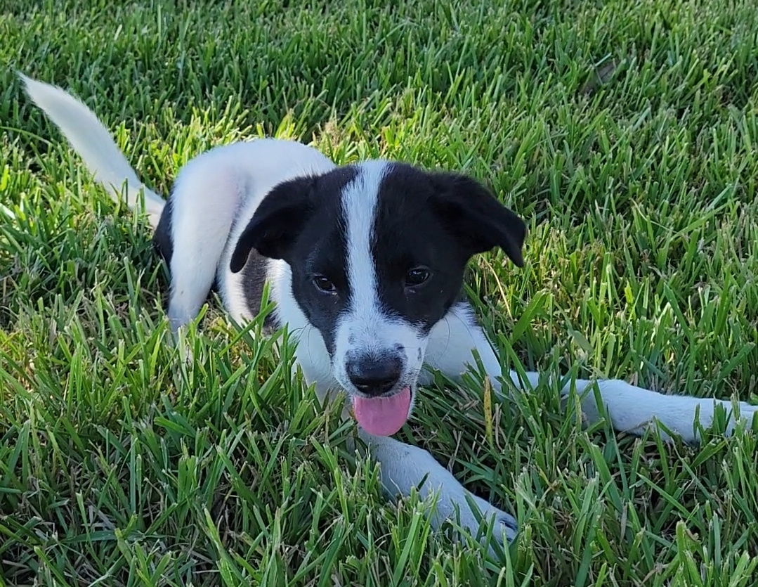 Alastor, an adoptable Border Collie, Papillon in Rosenberg, TX, 77471 | Photo Image 2