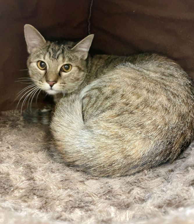 2408-0289 Maui (Off Site Foster)
