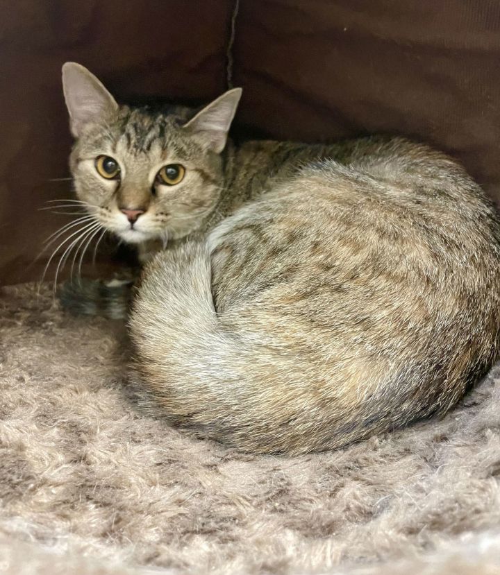 2408-0289 Maui (Off Site Foster) 1