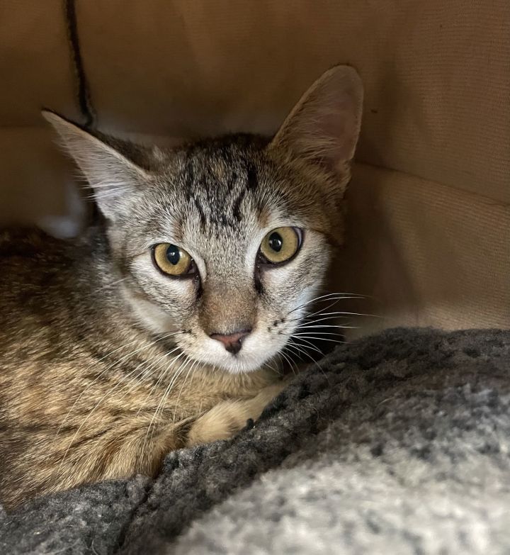 2408-0289 Maui (Off Site Foster) 2