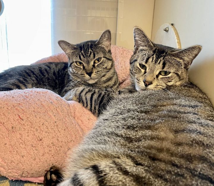 2408-0743 Jambalaya & Fergie 0745 (BONDED PAIR) 1