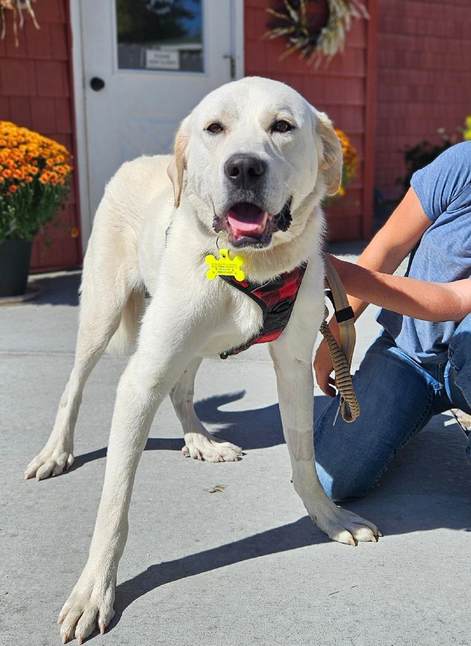 Roo, an adoptable Great Pyrenees in Hamilton, MT, 59840 | Photo Image 1