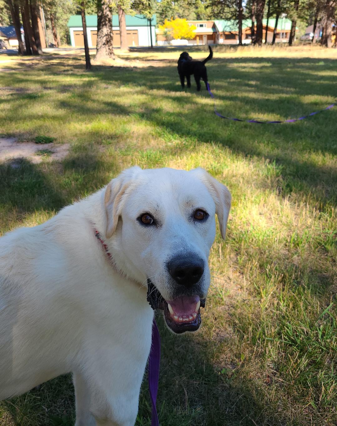 Roo, an adoptable Great Pyrenees in Hamilton, MT, 59840 | Photo Image 1