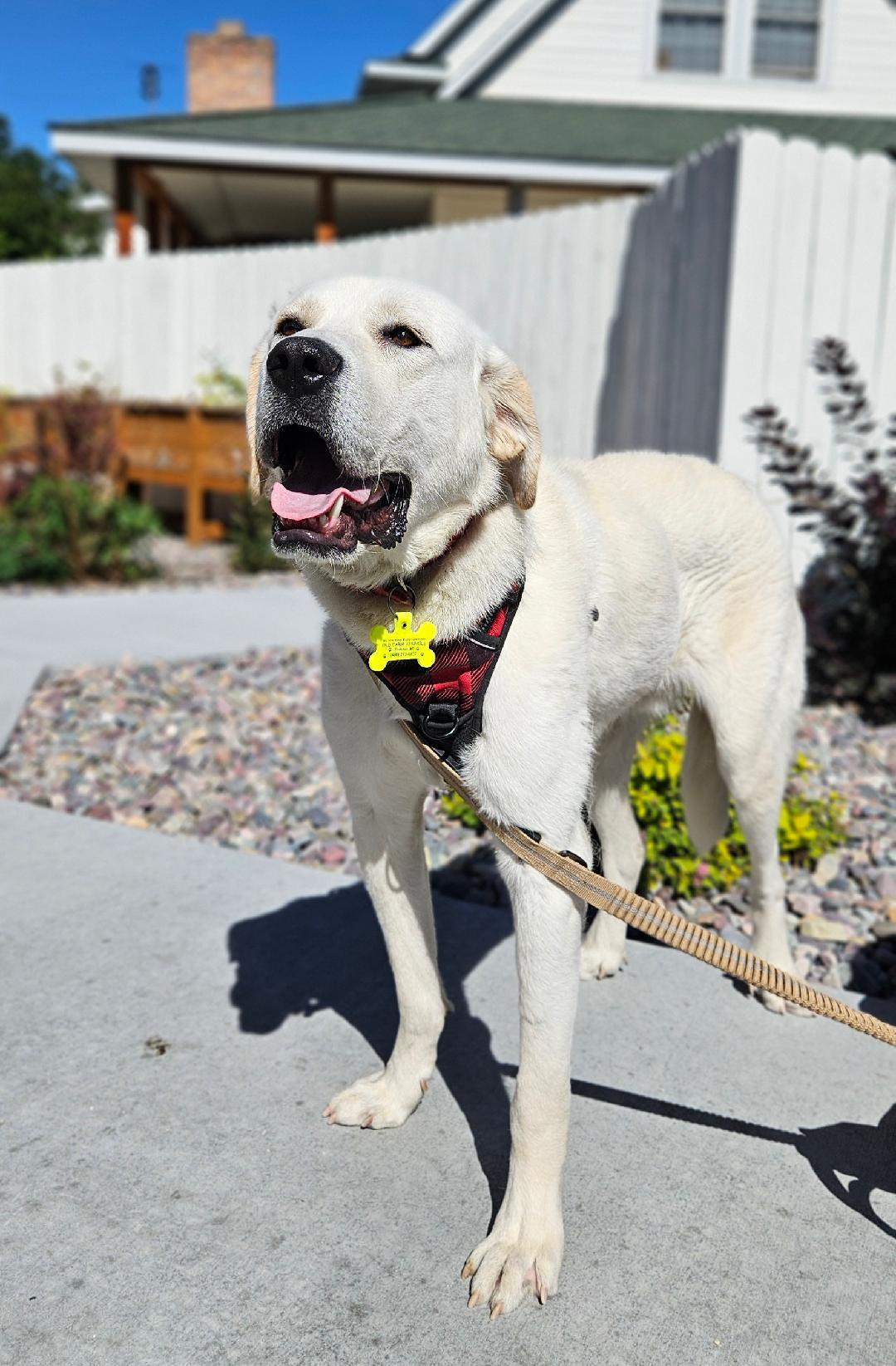 Roo, an adoptable Great Pyrenees in Hamilton, MT, 59840 | Photo Image 2