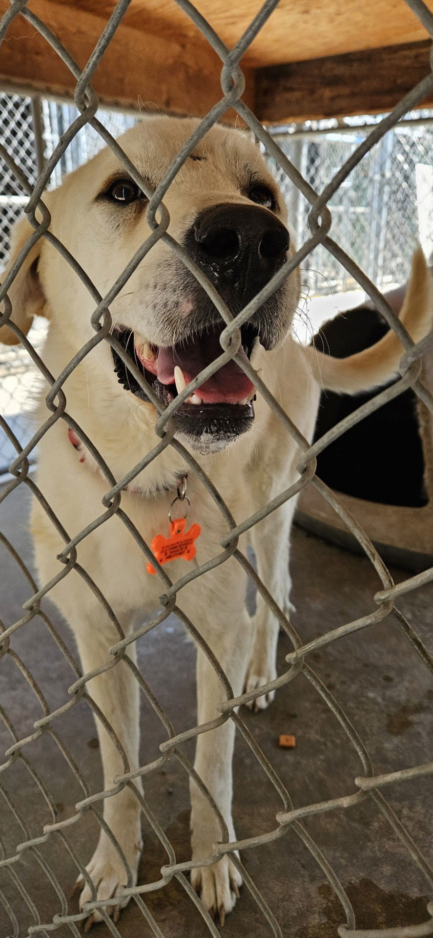 Little Joe, an adoptable Great Pyrenees in Hamilton, MT, 59840 | Photo Image 1