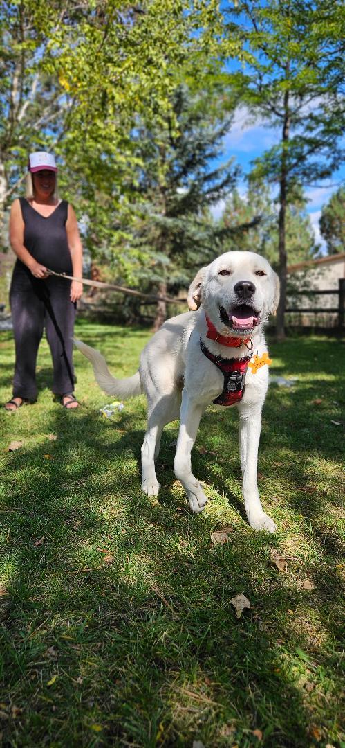 Little Joe, an adoptable Great Pyrenees in Hamilton, MT, 59840 | Photo Image 2