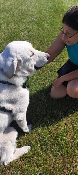 Harley, an adoptable Great Pyrenees in Hamilton, MT, 59840 | Photo Image 1