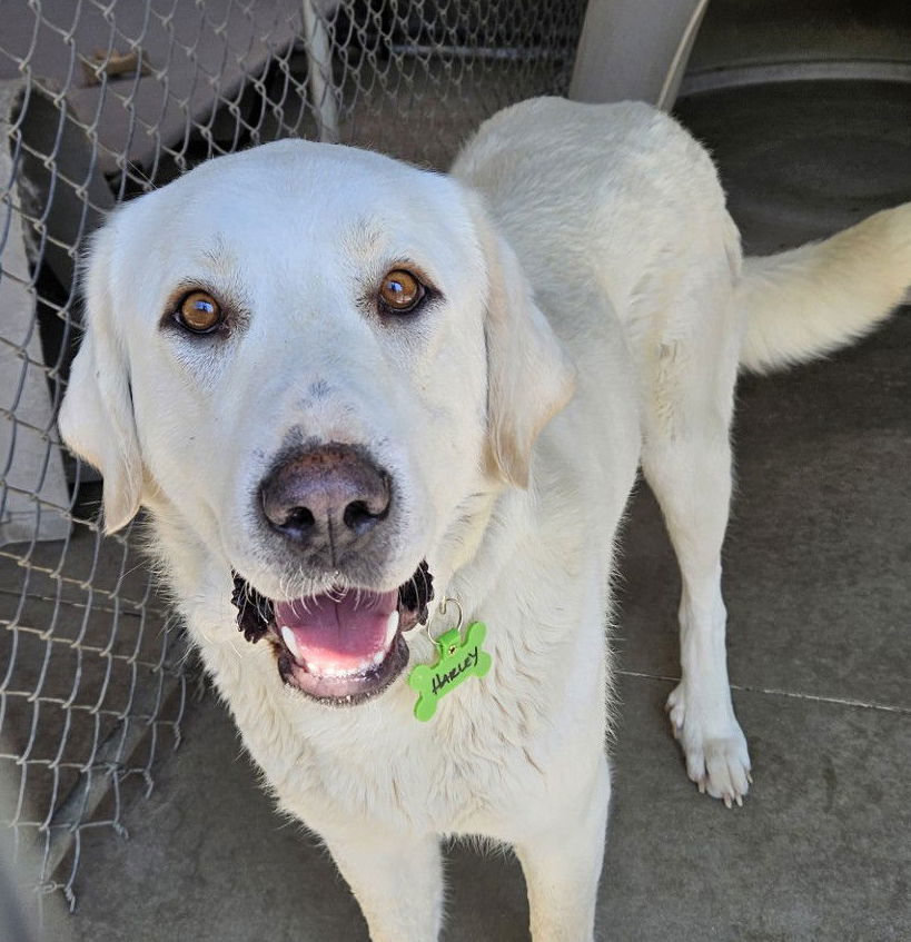 Harley, an adoptable Great Pyrenees in Hamilton, MT, 59840 | Photo Image 2