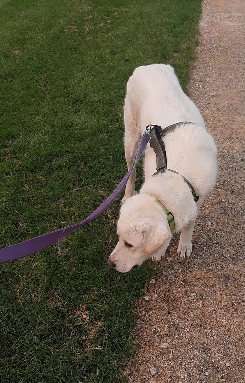 Harley, an adoptable Great Pyrenees in Hamilton, MT, 59840 | Photo Image 3