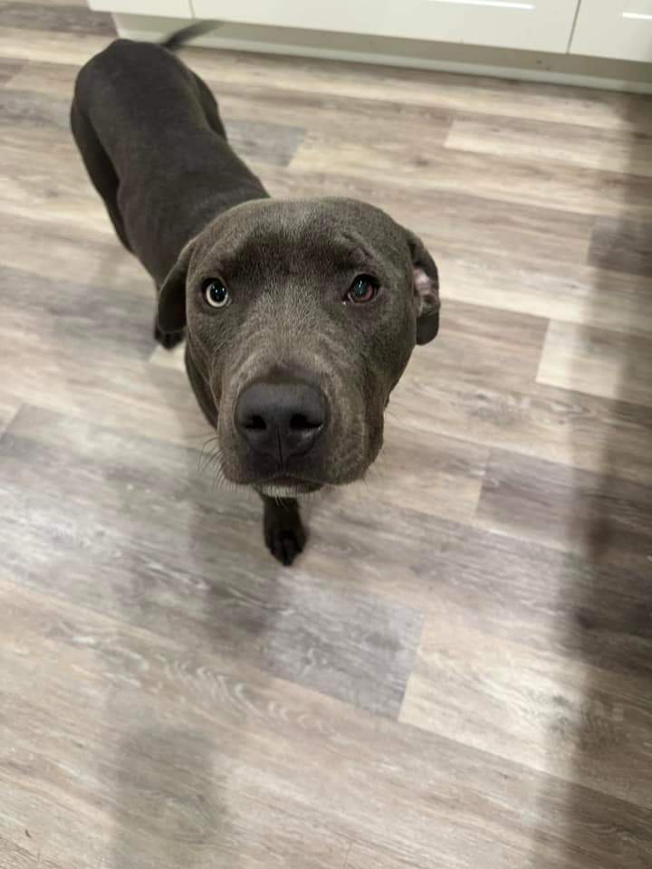 Rango, an adoptable Pit Bull Terrier in New London, WI, 54961 | Photo Image 1