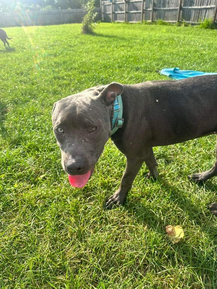 Rango, an adoptable Pit Bull Terrier in New London, WI, 54961 | Photo Image 5