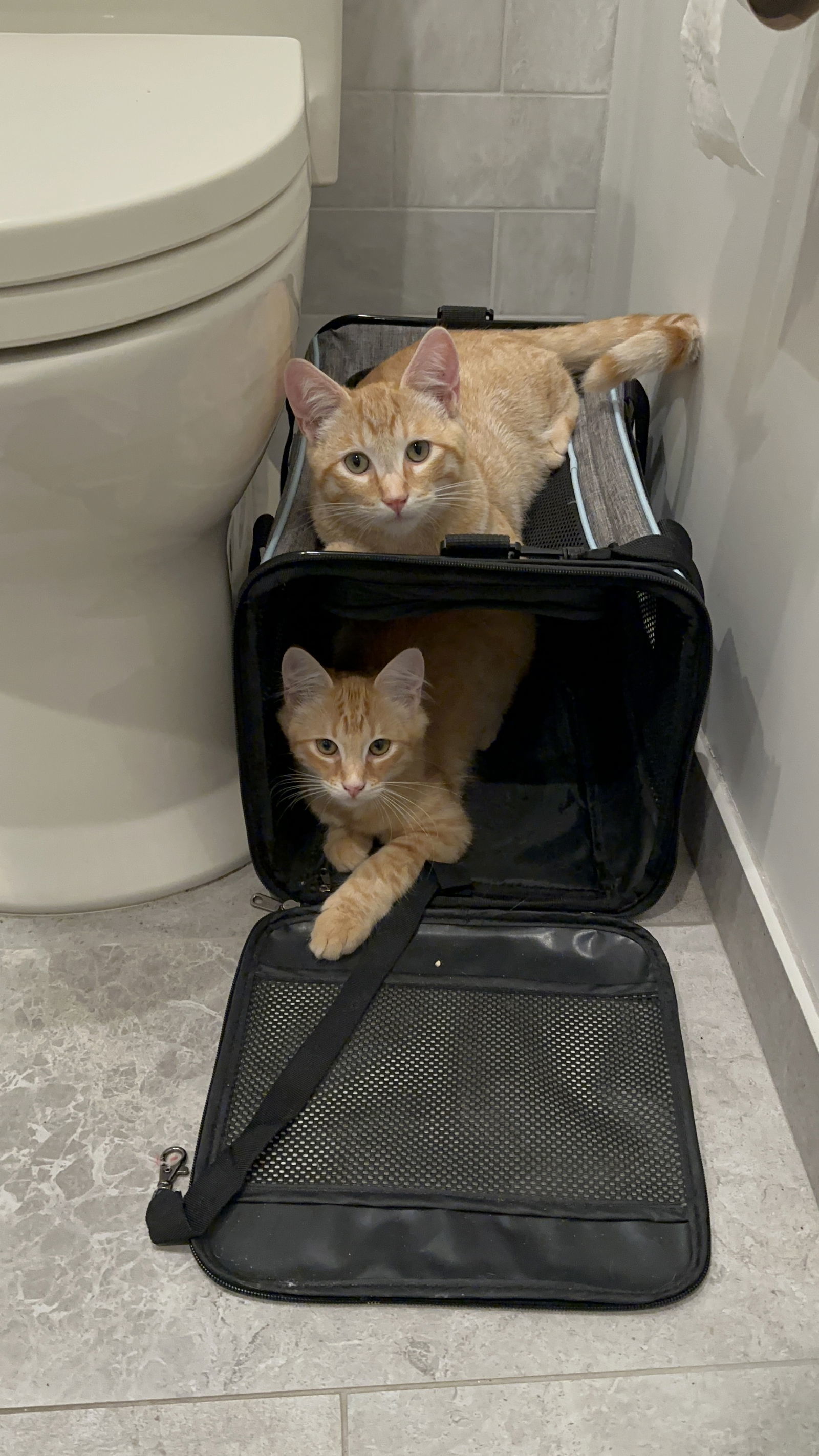 Tiger and Fluffy - bonded pair (Courtesy Post)