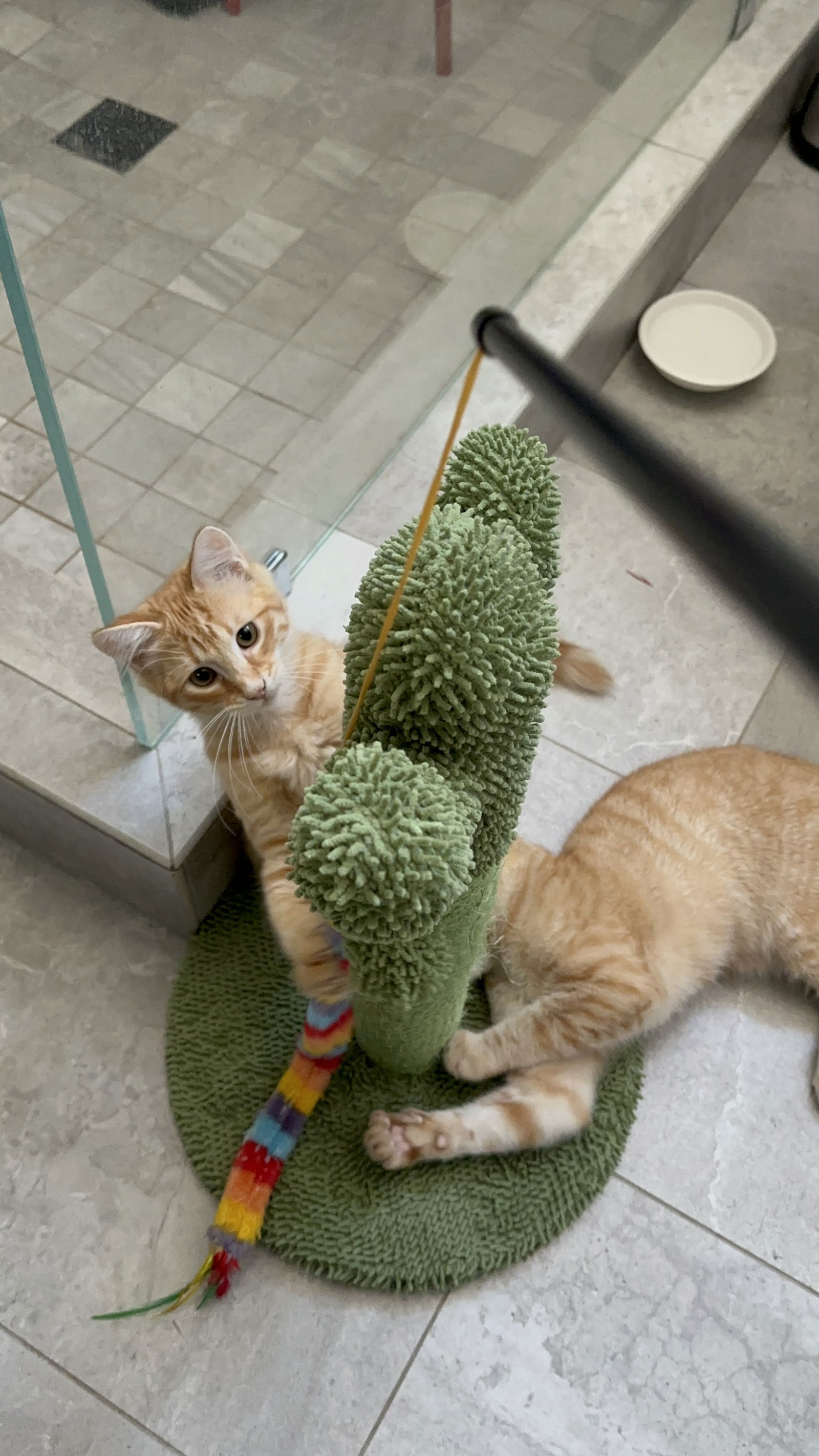 Tiger and Fluffy - bonded pair (Courtesy Post)