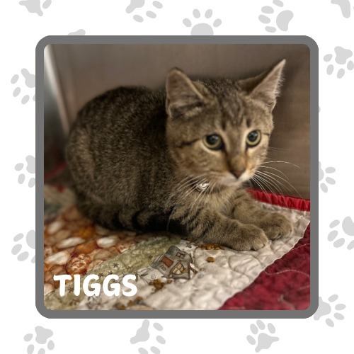 Tiggs