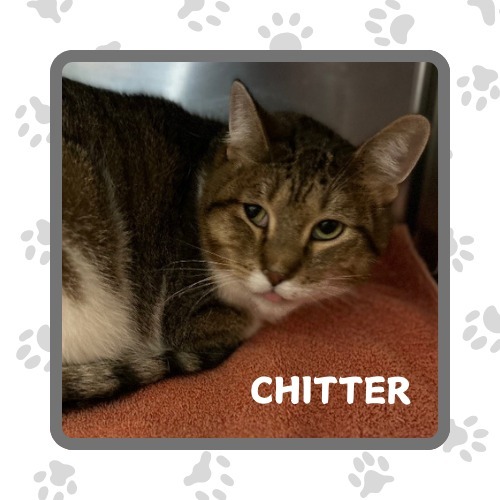 Chitter