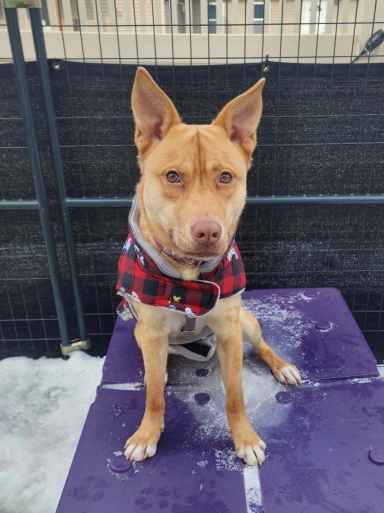 Quinn, an adoptable Shepherd in Liverpool, NY, 13088 | Photo Image 1