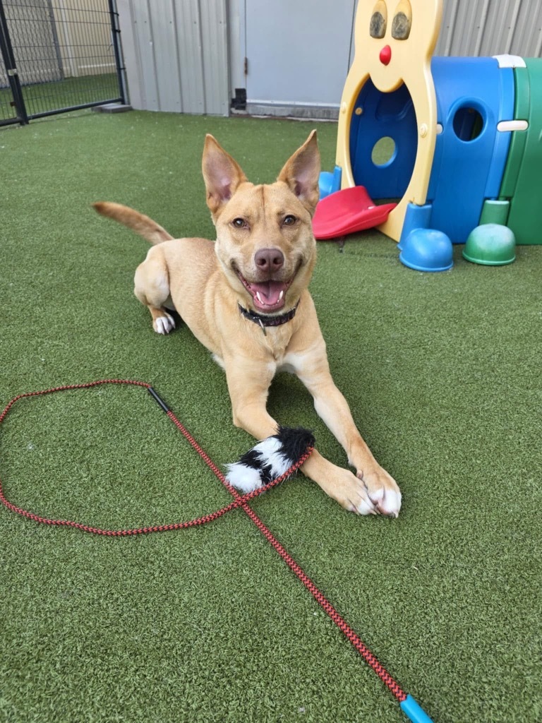 Quinn, an adoptable Shepherd in Liverpool, NY, 13088 | Photo Image 1