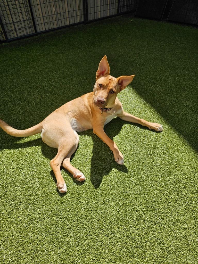 Quinn, an adoptable Shepherd in Liverpool, NY, 13088 | Photo Image 2