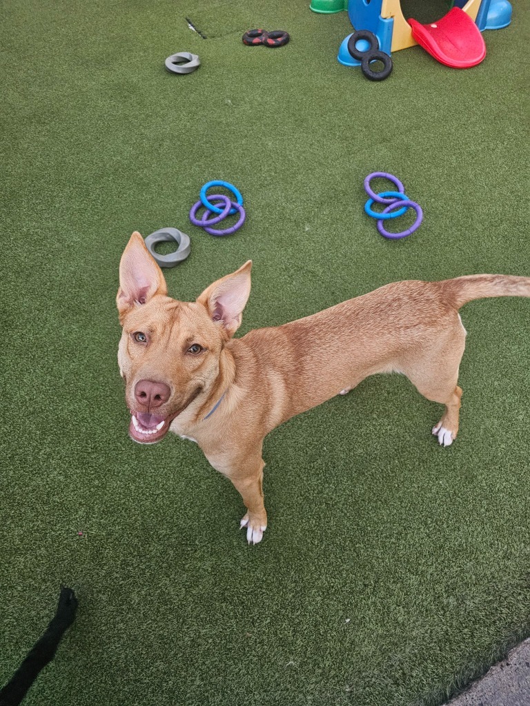 Quinn, an adoptable Shepherd in Liverpool, NY, 13088 | Photo Image 3