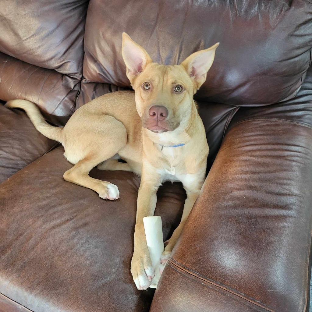 Quinn, an adoptable Shepherd in Liverpool, NY, 13088 | Photo Image 4