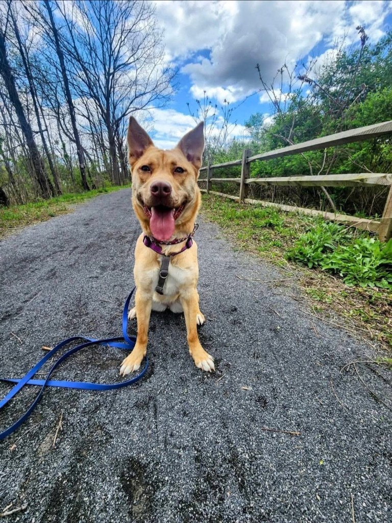 Quinn, an adoptable Shepherd in Liverpool, NY, 13088 | Photo Image 4