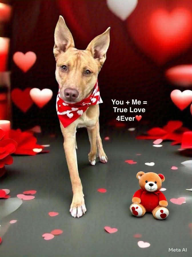 Quinn, an adoptable Shepherd in Liverpool, NY, 13088 | Photo Image 5