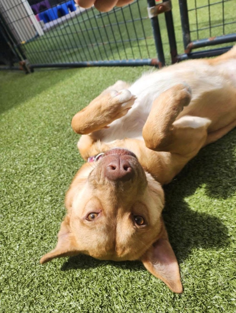 Quinn, an adoptable Shepherd in Liverpool, NY, 13088 | Photo Image 5