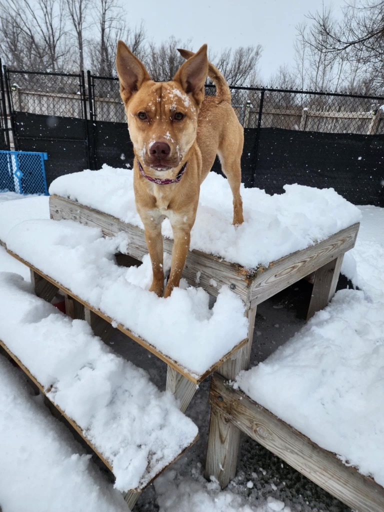 Quinn, an adoptable Shepherd in Liverpool, NY, 13088 | Photo Image 6