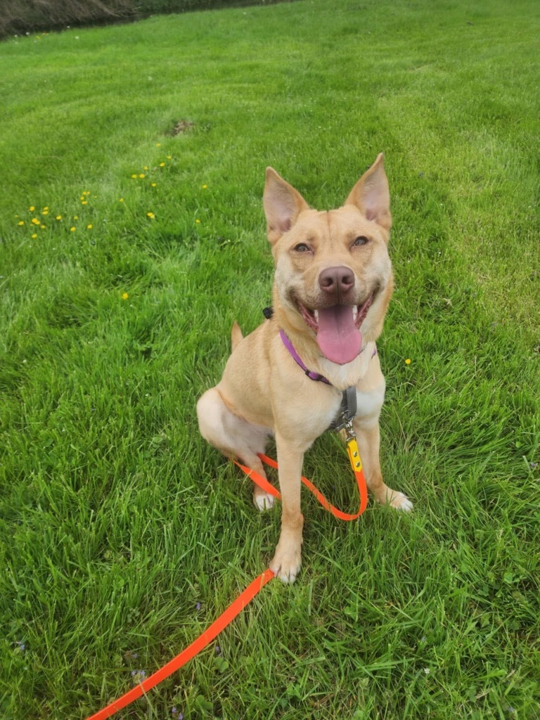Quinn, an adoptable Shepherd in Liverpool, NY, 13088 | Photo Image 6