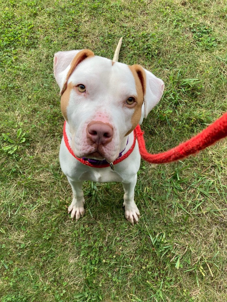 JR, an adoptable Pit Bull Terrier in Liverpool, NY, 13088 | Photo Image 1