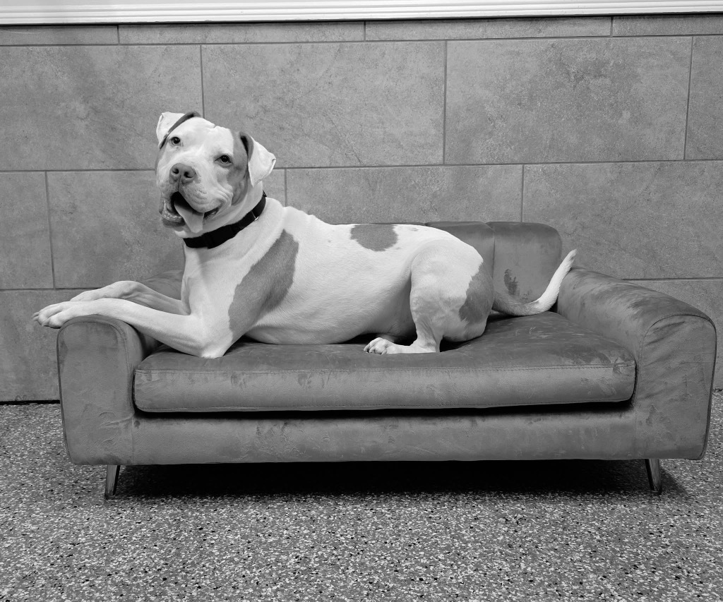JR, an adoptable Pit Bull Terrier in Liverpool, NY, 13088 | Photo Image 1
