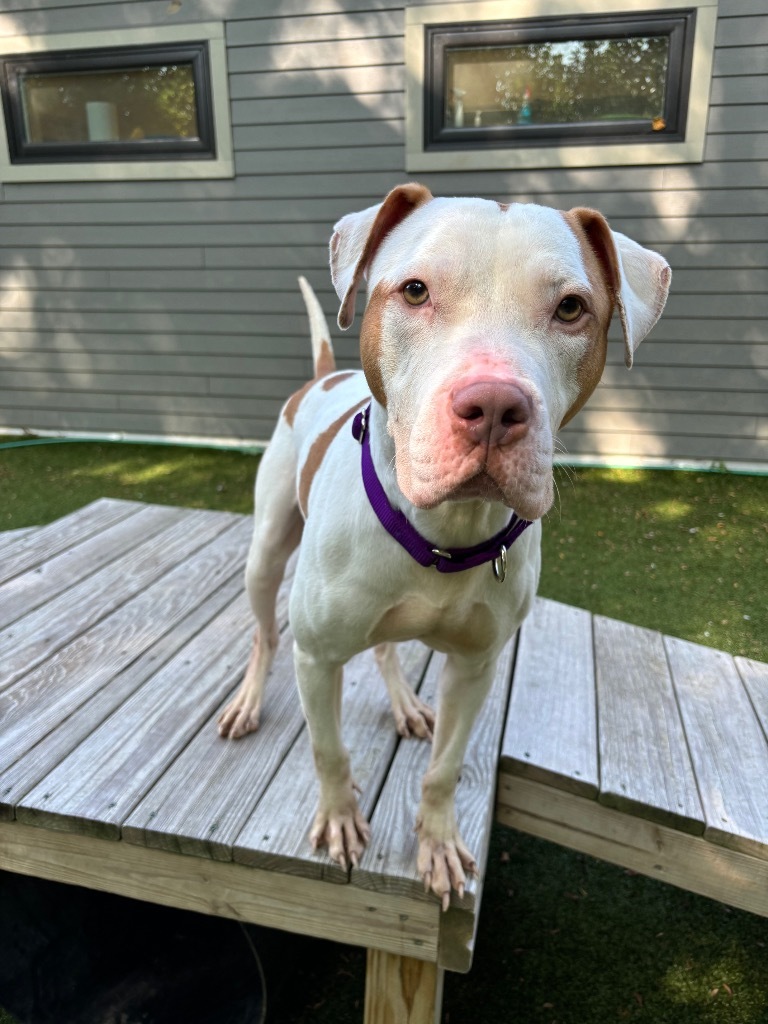 JR, an adoptable Pit Bull Terrier in Liverpool, NY, 13088 | Photo Image 2