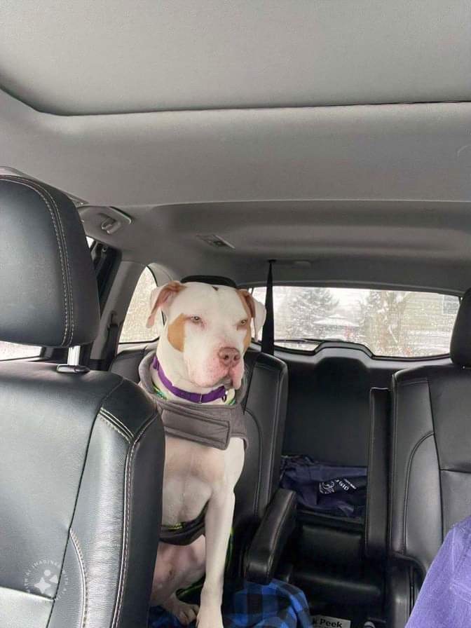 JR, an adoptable Pit Bull Terrier in Liverpool, NY, 13088 | Photo Image 3
