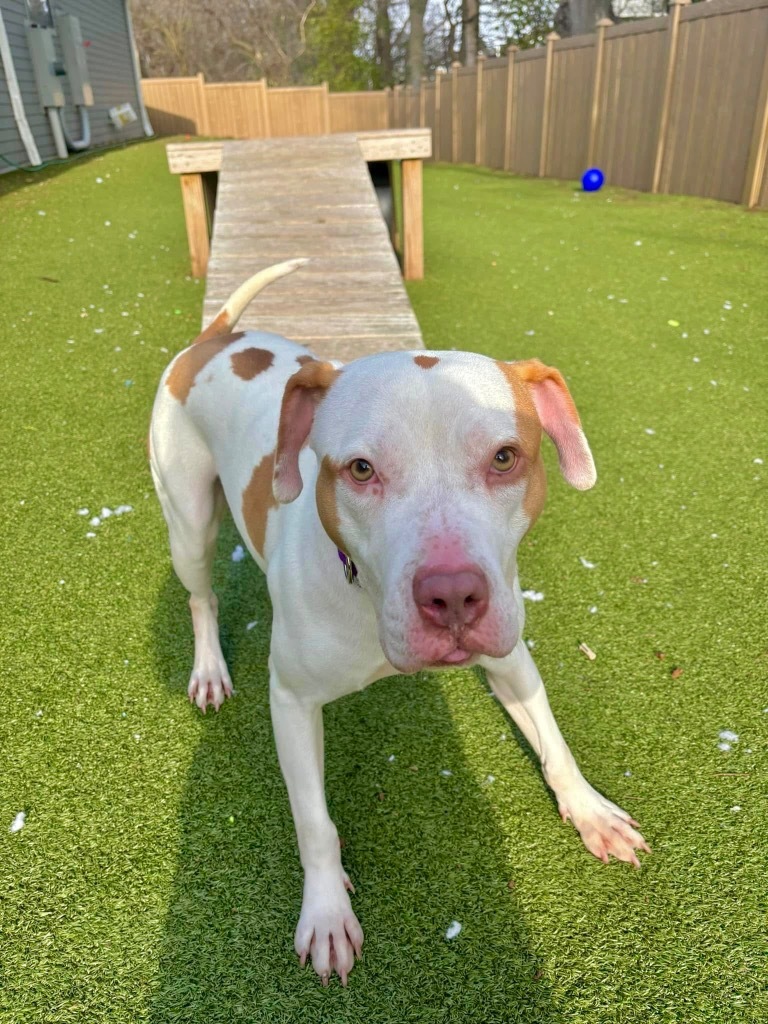 JR, an adoptable Pit Bull Terrier in Liverpool, NY, 13088 | Photo Image 3