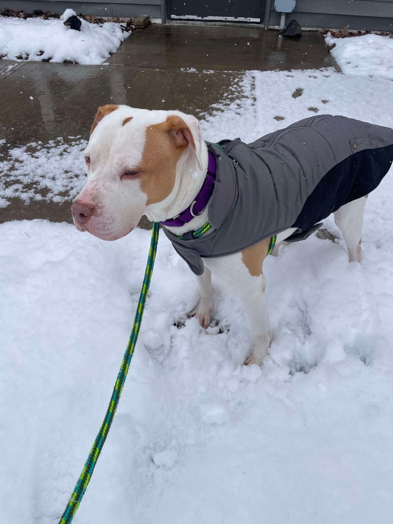 JR, an adoptable Pit Bull Terrier in Liverpool, NY, 13088 | Photo Image 4