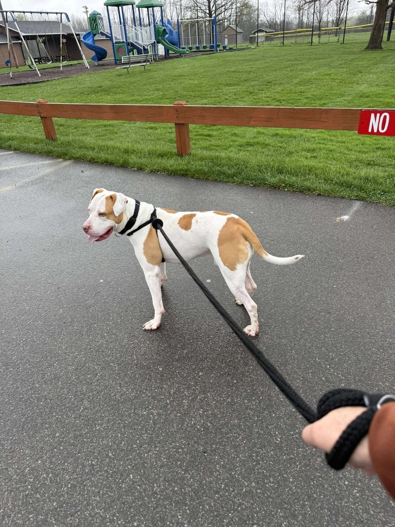 JR, an adoptable Pit Bull Terrier in Liverpool, NY, 13088 | Photo Image 4