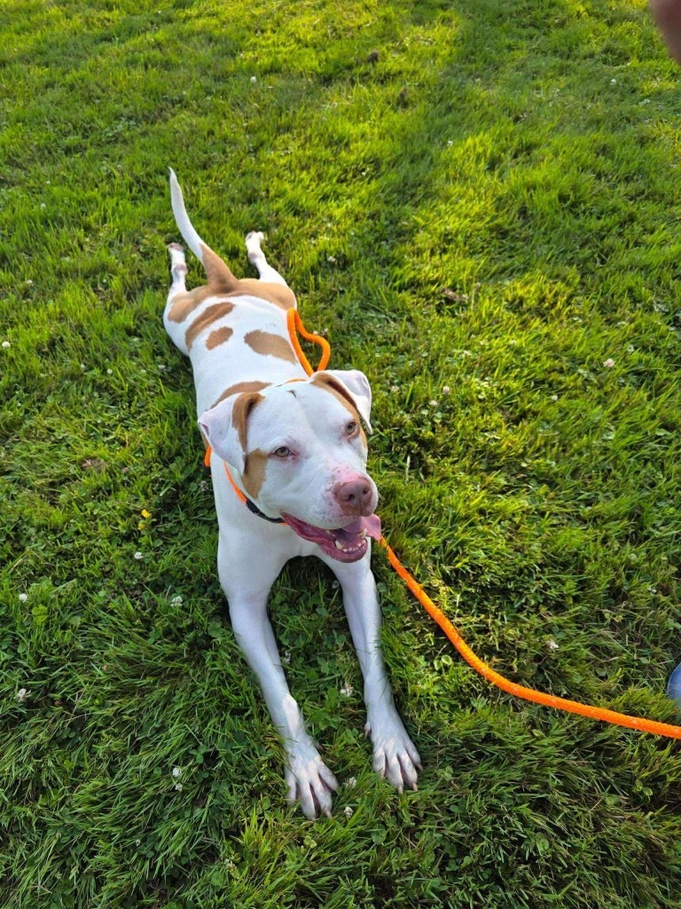 JR, an adoptable Pit Bull Terrier in Liverpool, NY, 13088 | Photo Image 4