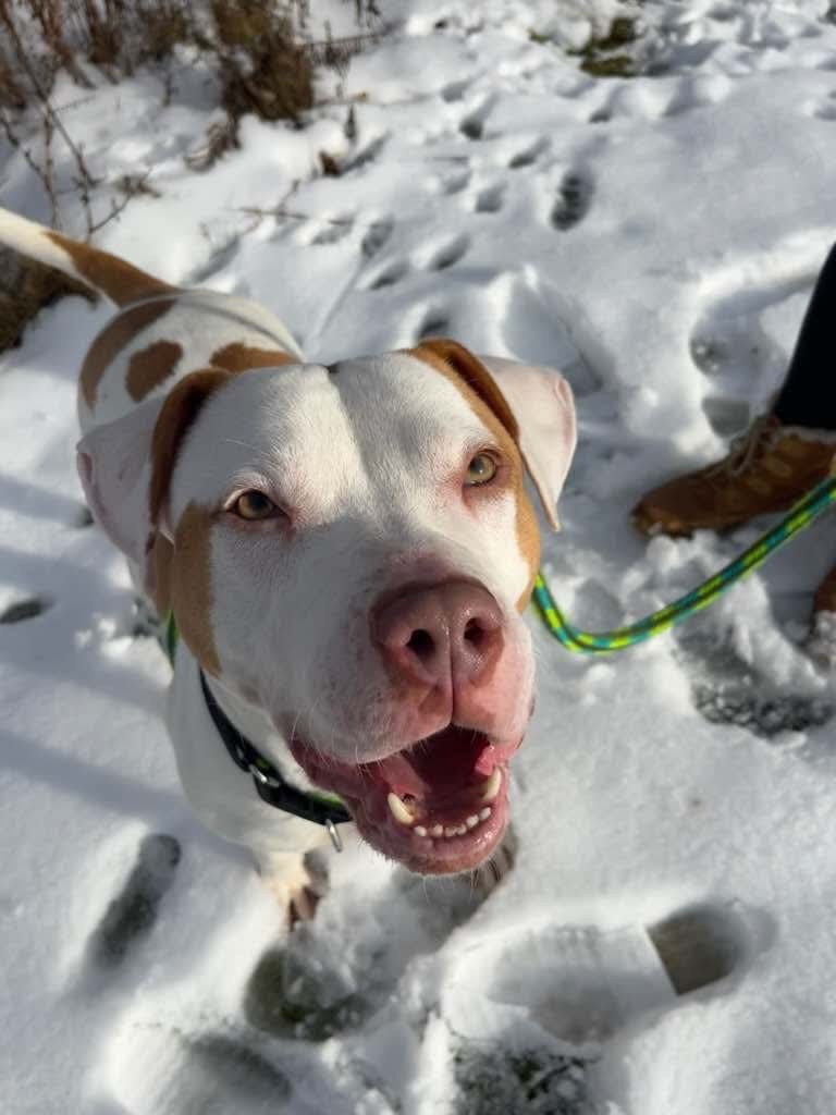 JR, an adoptable Pit Bull Terrier in Liverpool, NY, 13088 | Photo Image 5