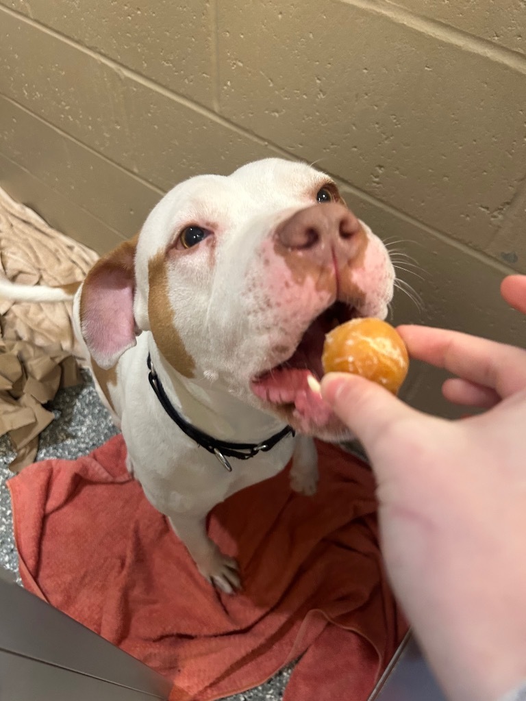 JR, an adoptable Pit Bull Terrier in Liverpool, NY, 13088 | Photo Image 5